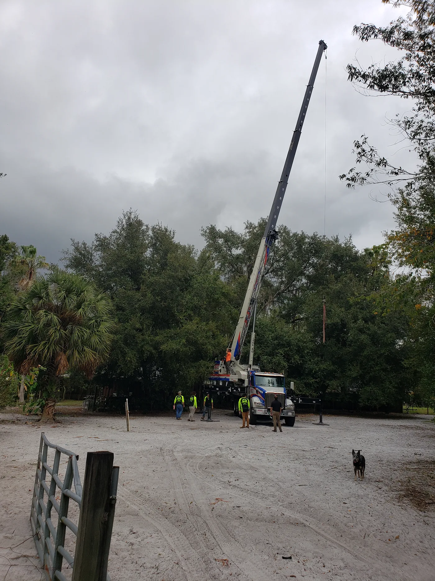 Professional tree trimming