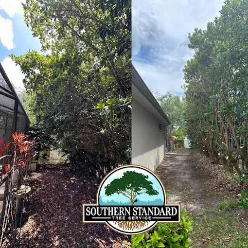 Professional Tree Removal by Southern Standard